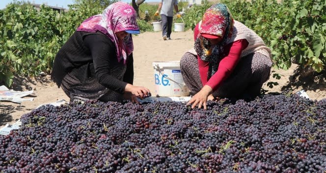 Böyle eğlenceli bağ bozumu görülmedi