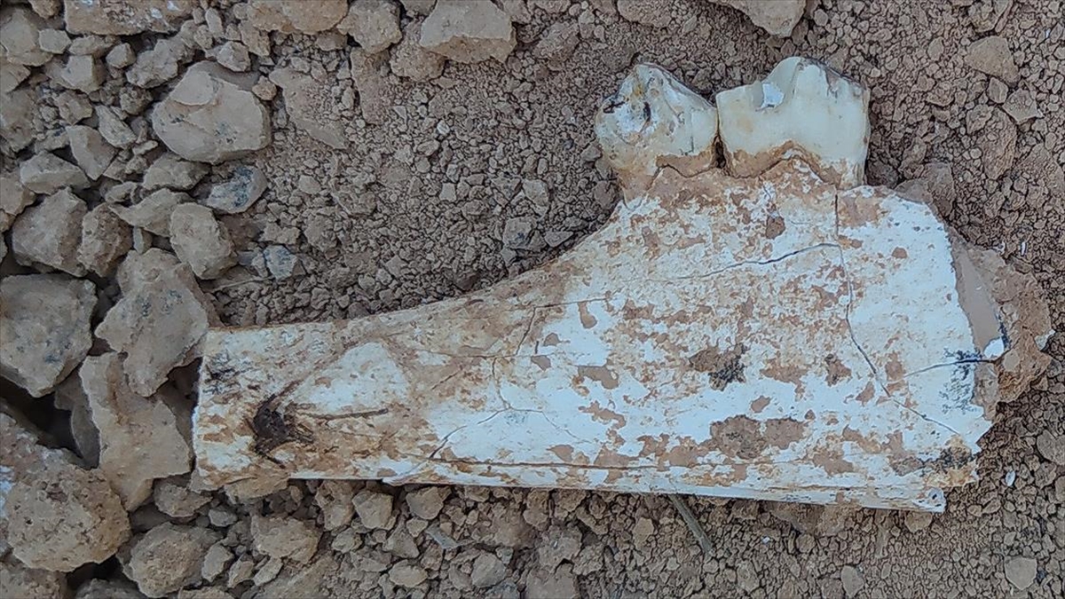 Denizli’de 9 milyon öncesine tarihlenen karıncayiyen ve fil fosilleri bulundu