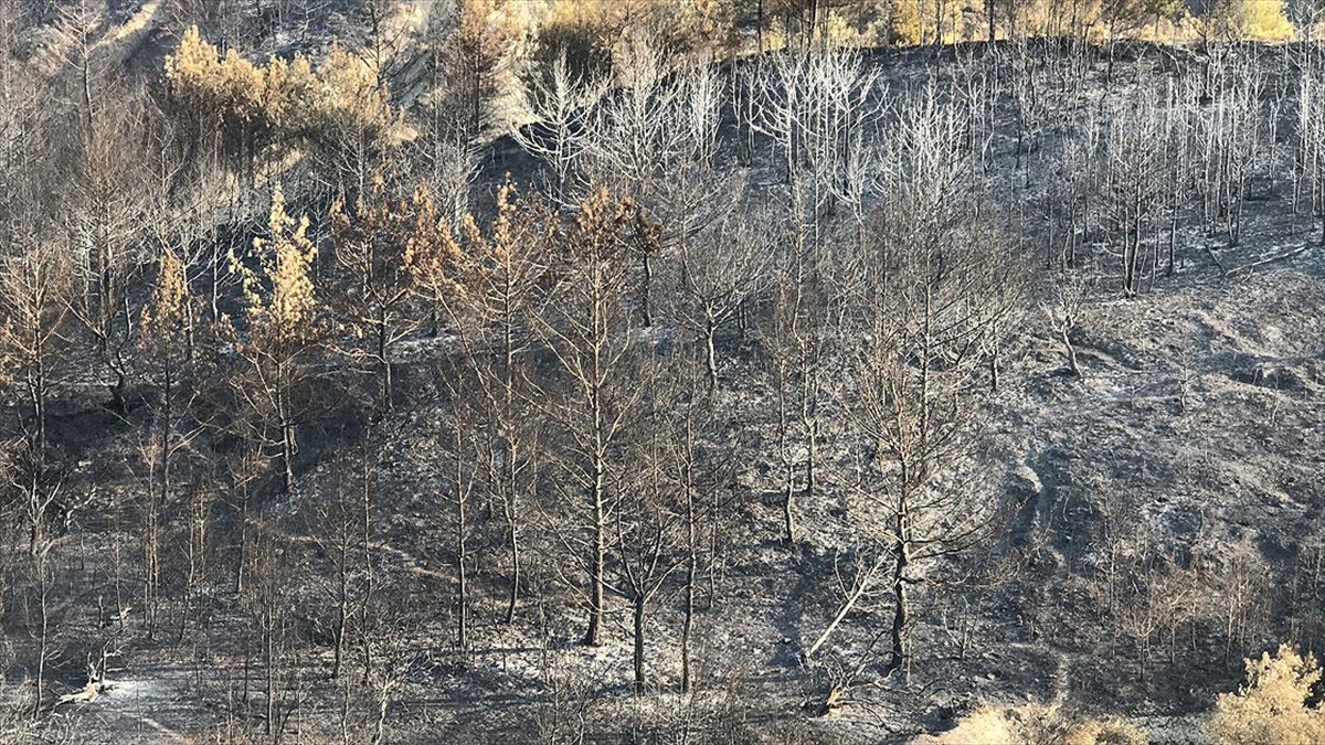 Hatay’daki orman yangınında soğutma çalışmaları tamamlandı