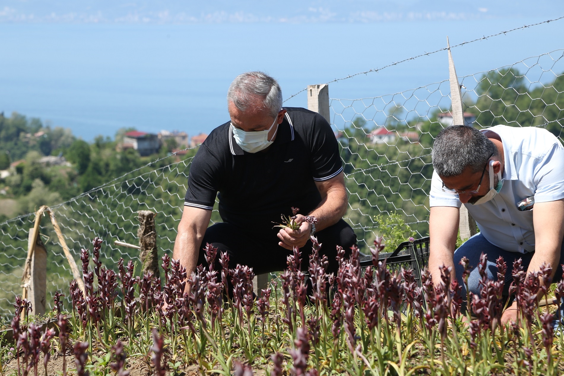 ORDU’DA SALEP HASADI BAŞLADI