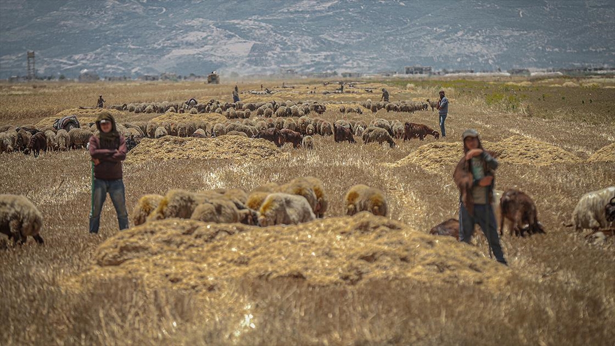 Esed rejimi saldırılarıyla İdlib’deki halkın ‘ekmek tarlasını’ ateşe veriyor