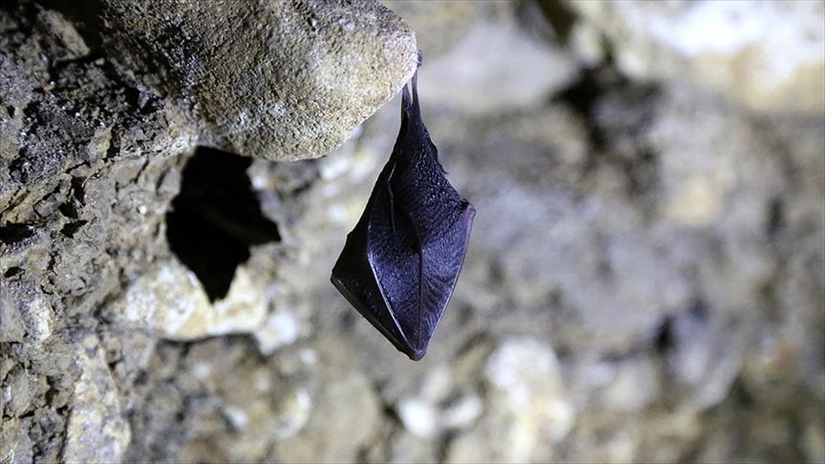 Çinli bilim insanları yarasalarda 24 yeni koronavirüs tipi keşfetti