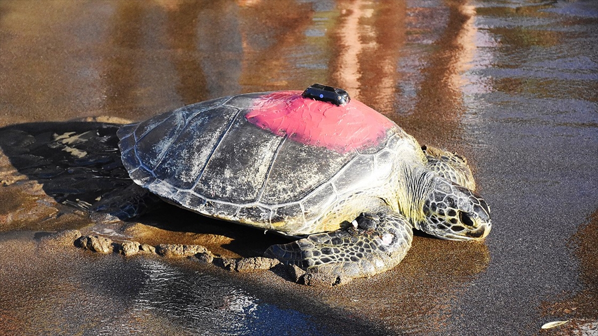 Uydudan izlenen yeşil deniz kaplumbağası ‘Talay’ 3 günde 30 kilometre yol aldı