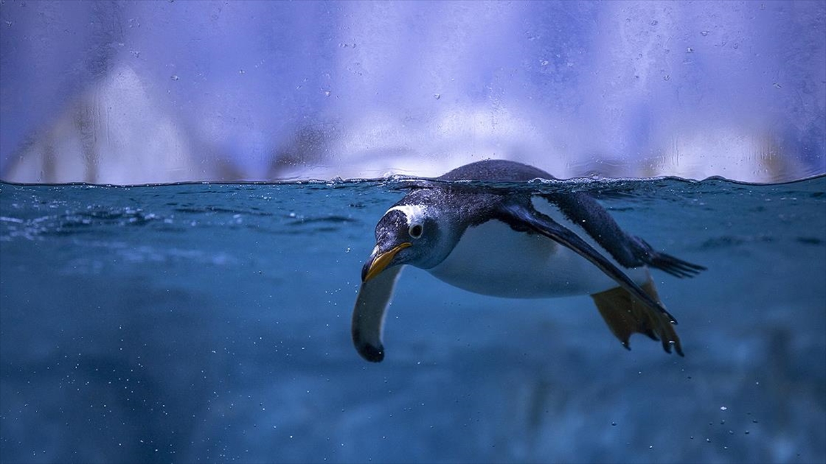 Türkiye’nin ikinci bebek kutup pengueni ilgi odağı oldu