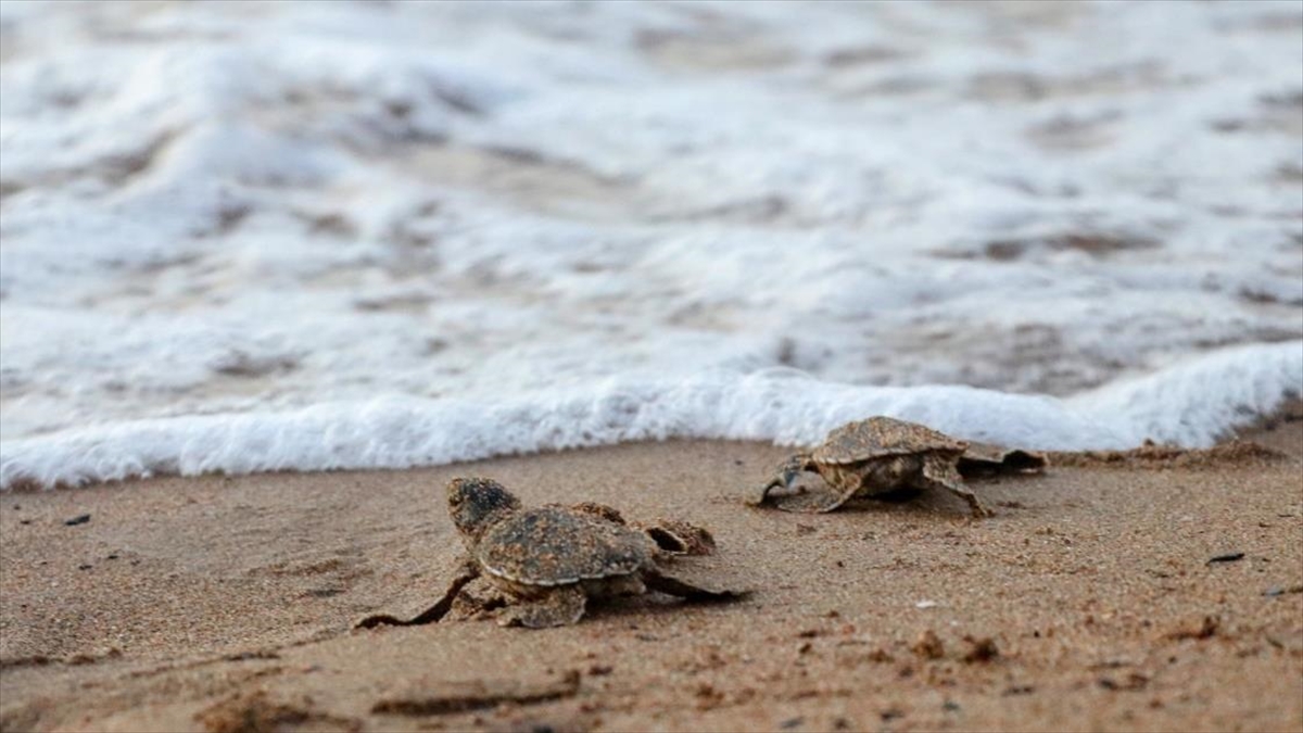 KKTC’de caretta caretta ve yeşil kaplumbağa yavruları denizle buluştu