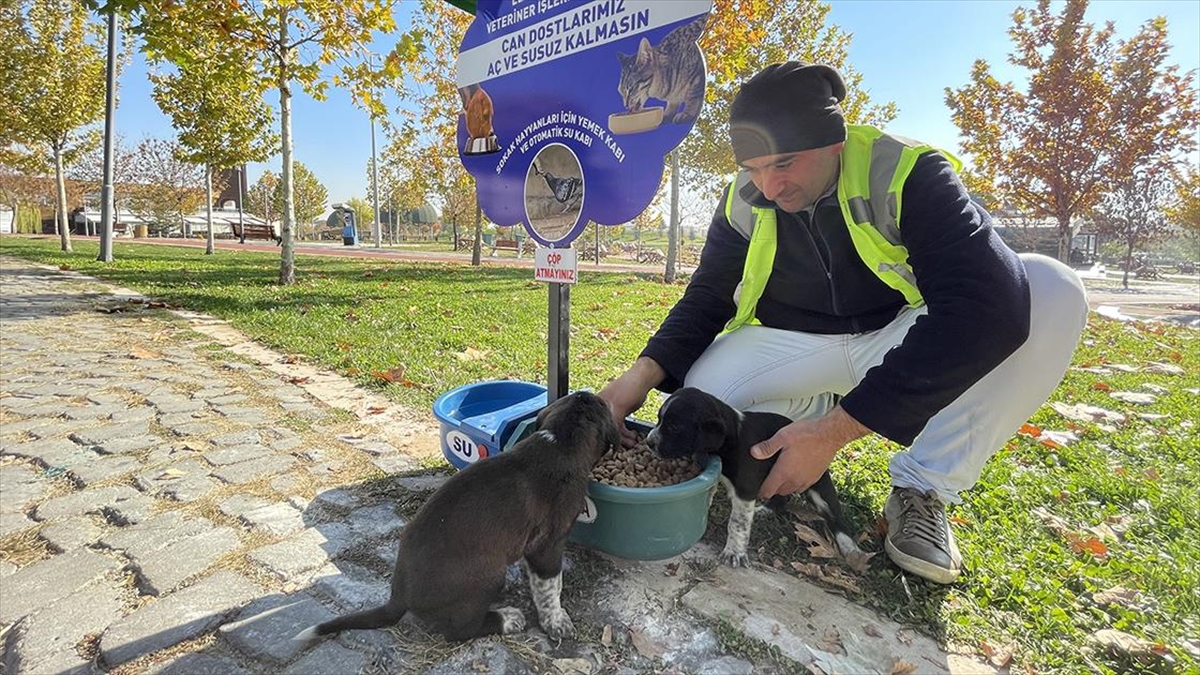 Hayvan dostu belediye sokaklardan mama ve suyu eksik etmiyor