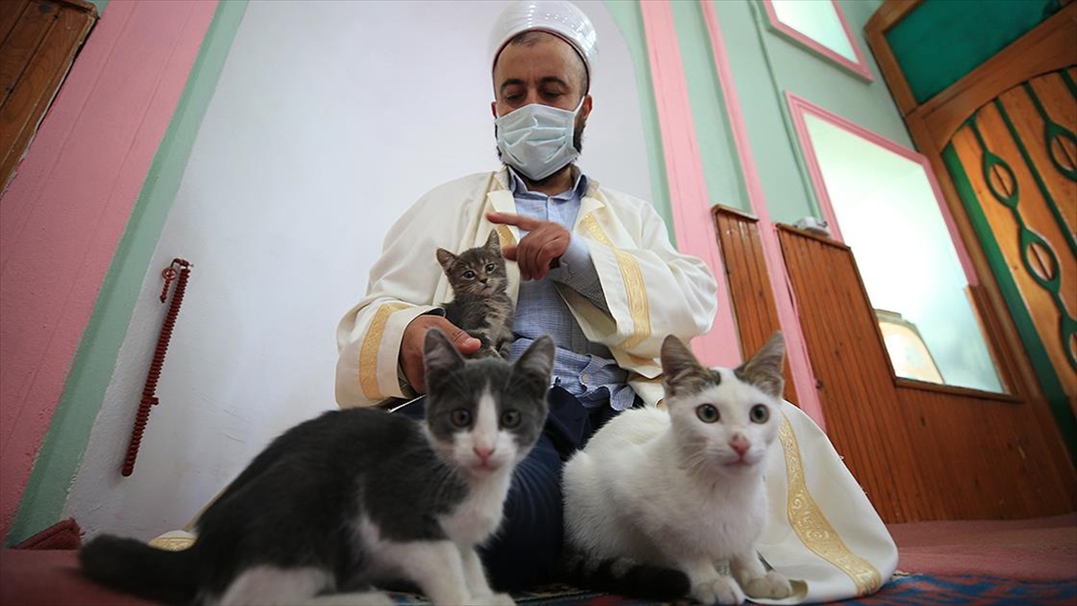 Hayvansever imam caminin kapılarını kedilere açtı