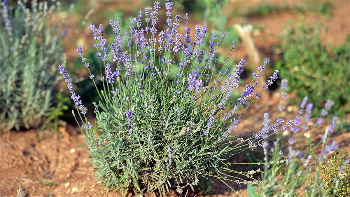 34,3 milyon metrekare Hazine arazisi tıbbi ve aromatik bitkilerin yetiştirilmesi için kiraya verildi