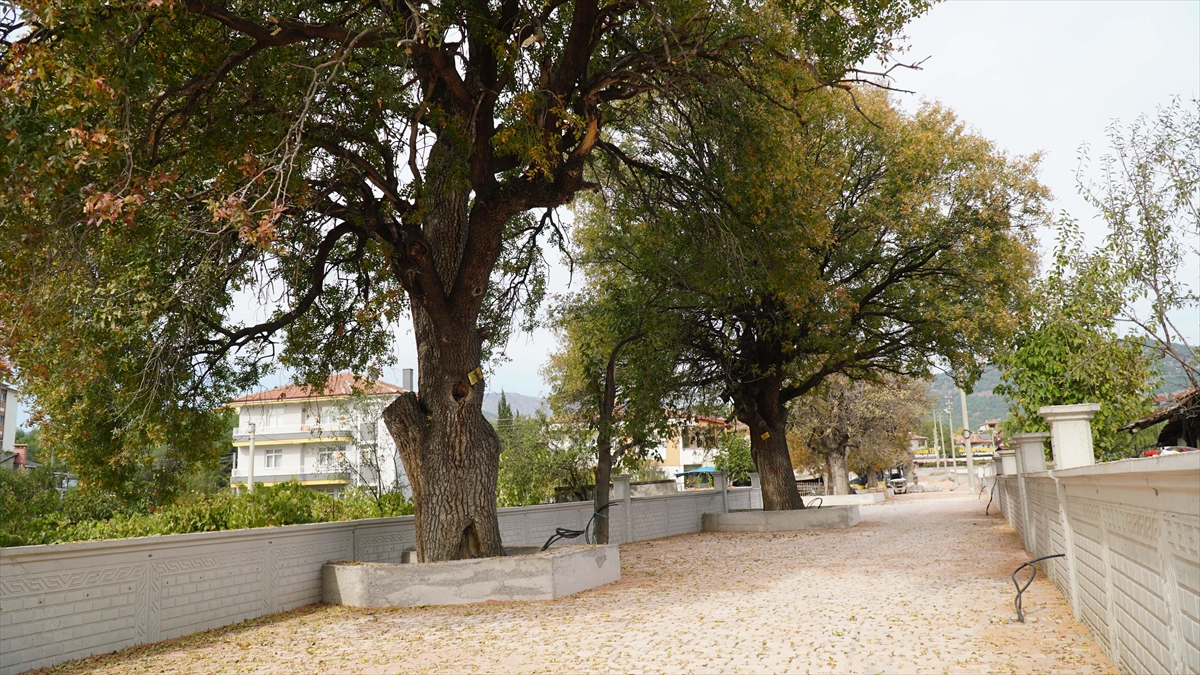 Çorum’da koruma altındaki 15 menengiç ağacının bulunduğu sokak yeniden düzenleniyor