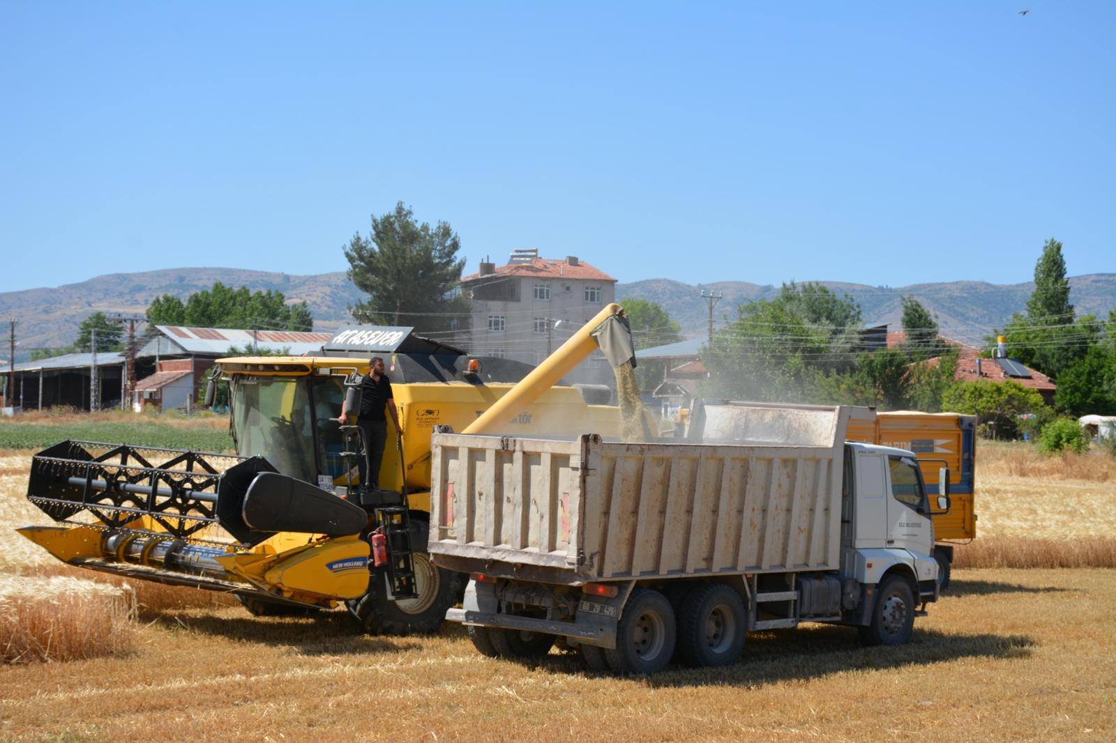 Zile Belediyesi’ne Ait Arazide Arpa Hasadı Gerçekleştirildi