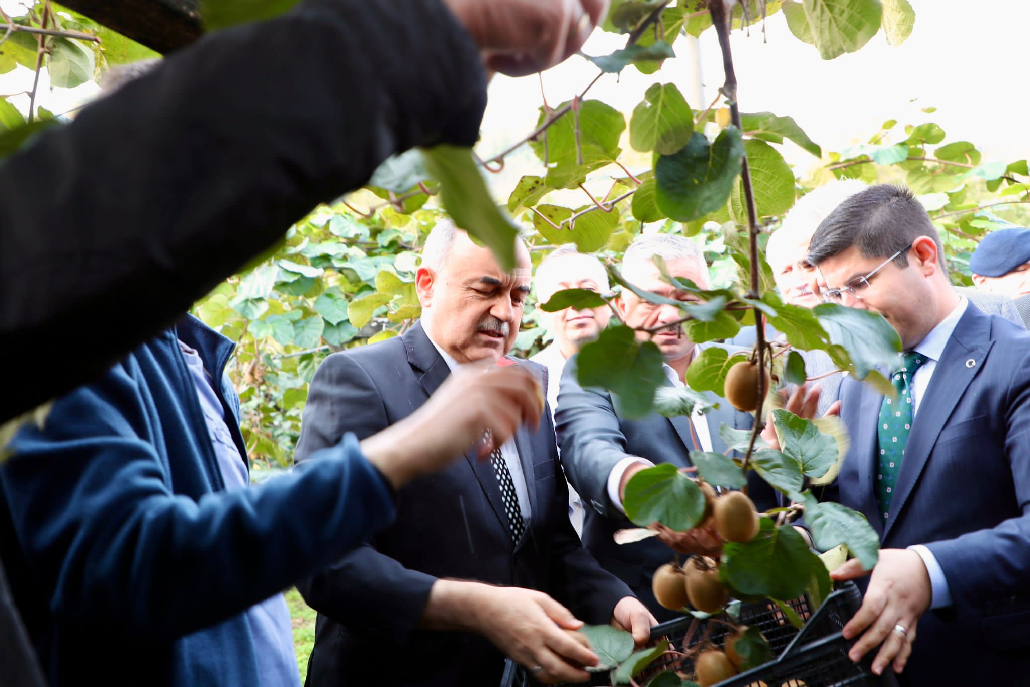 Vali Erol, Kivi Hasadına Katıldı