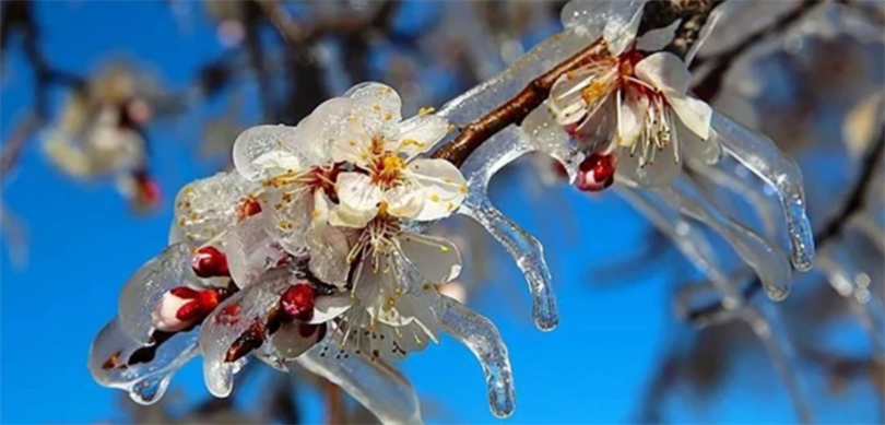 Zirai Dondan Etkilenen Üreticilere 798 Milyon Lira Yeni Destekleme Ödemesi