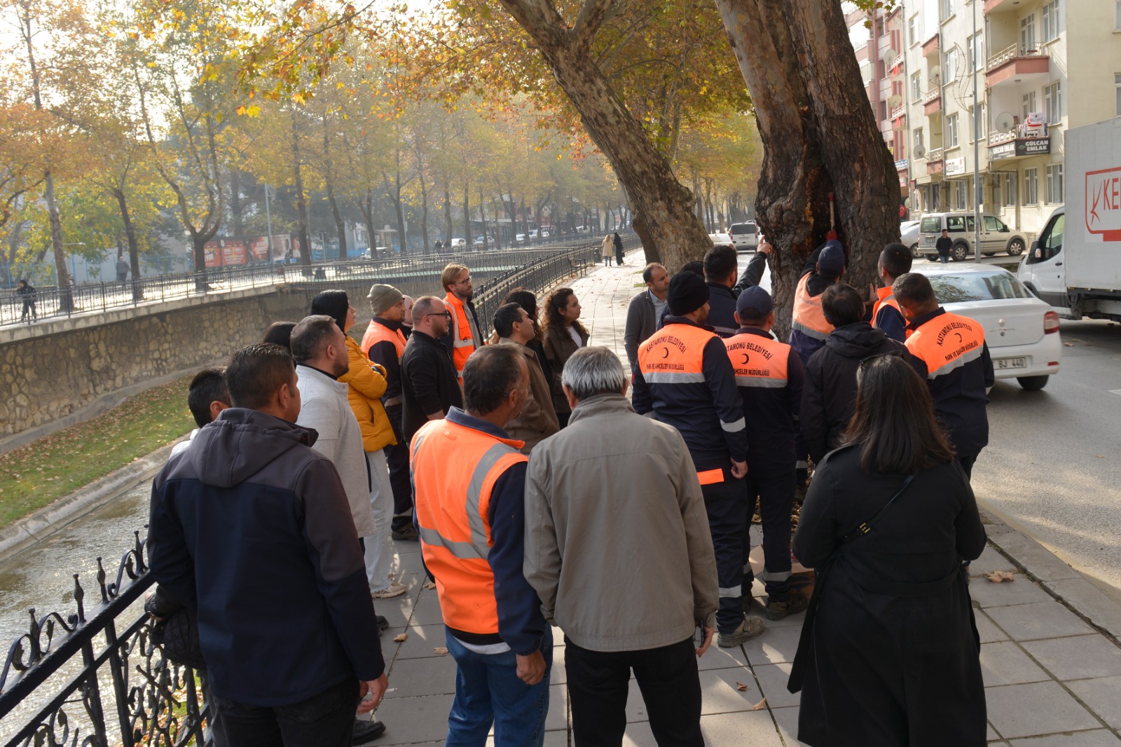 Çınar ağaçlarında restorasyon çalışmaları başladı