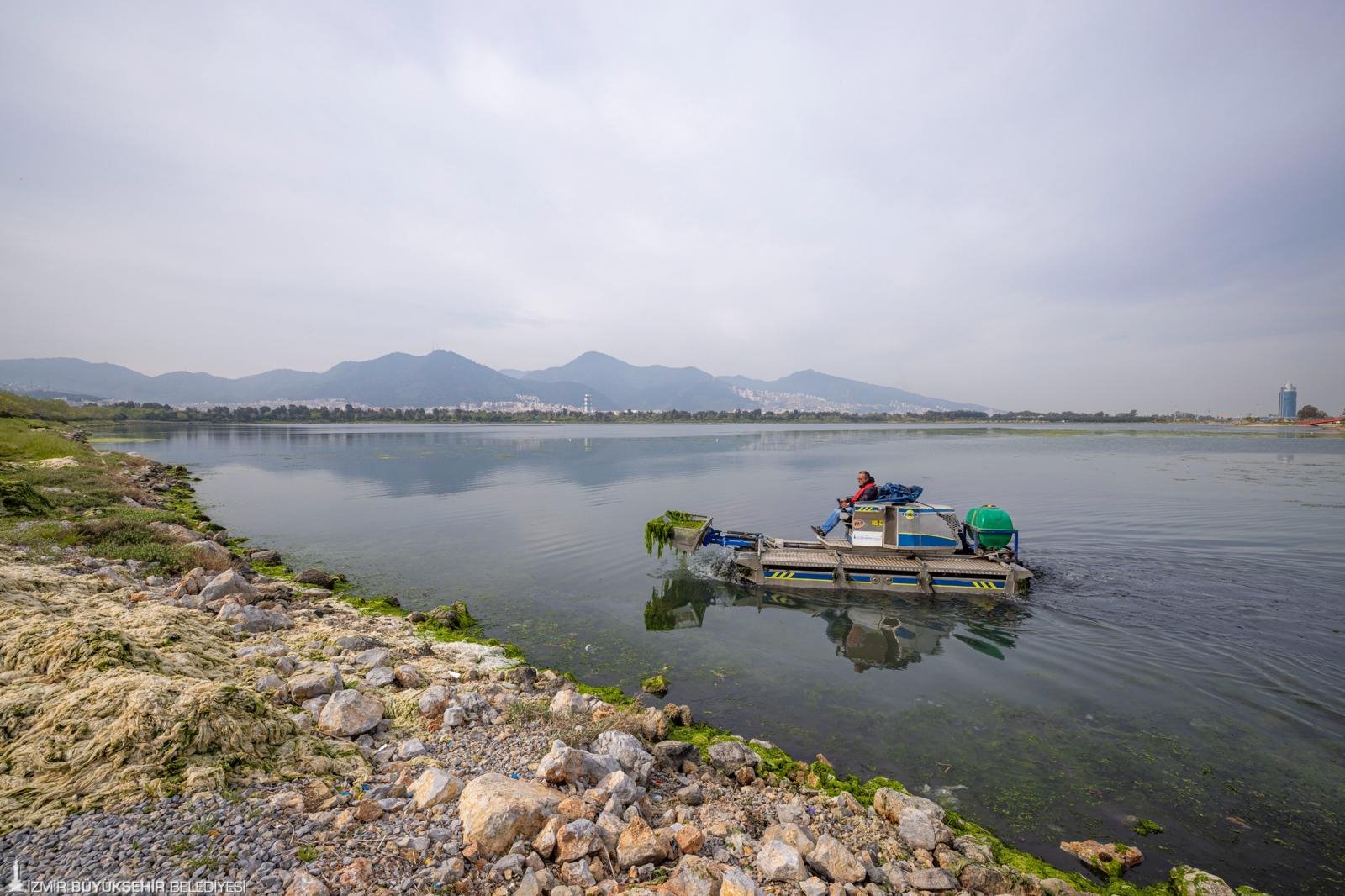 Çakalburnu Lagünü’nden Körfez’e yayılan yosunlara yoğun müdahale
