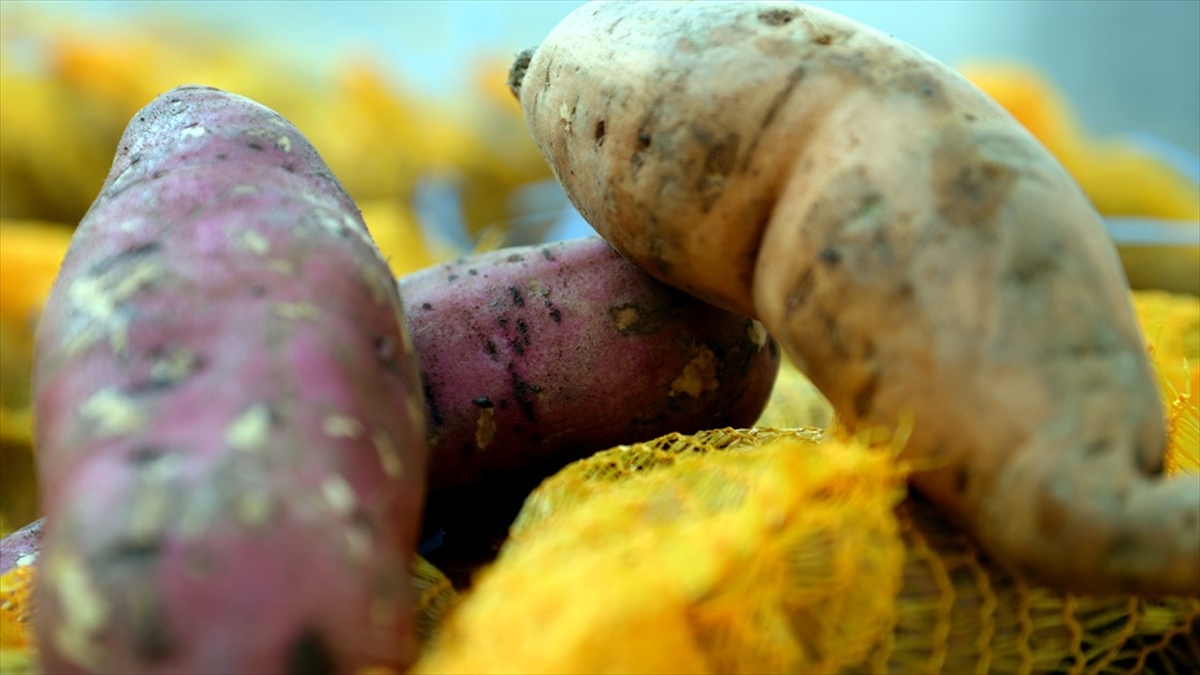 ‘Tatlı patates’ üretimi yaygınlaşacak