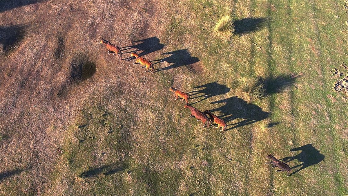 Kızılırmak Deltası’ndaki yılkı atları fotoğraf tutkunlarının gözdesi oldu