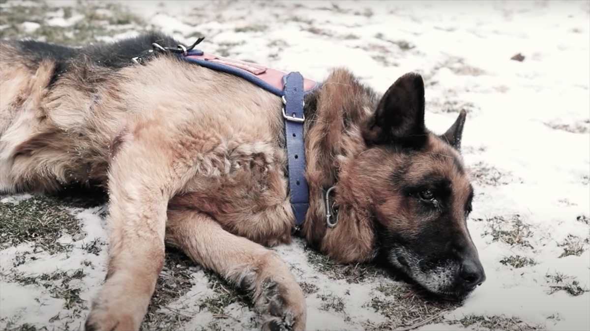 Jandarmadan en yaşlı görev köpeği ‘Takla’ için özel video
