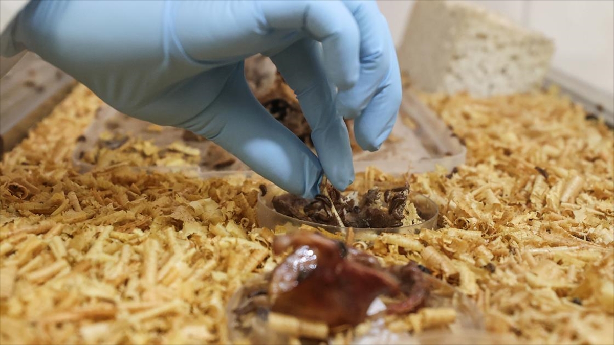 Adli Tıp Kurumu morgunun kemikten doku temizleyen böcekleri bilim için çalışıyor
