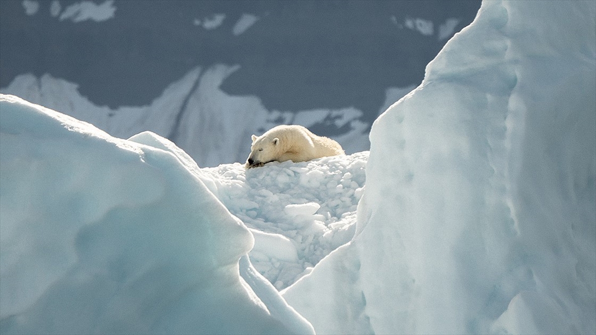 Buzullardaki erime kutup ayılarının genetik çeşitliliğini kaybetmesine yol açıyor
