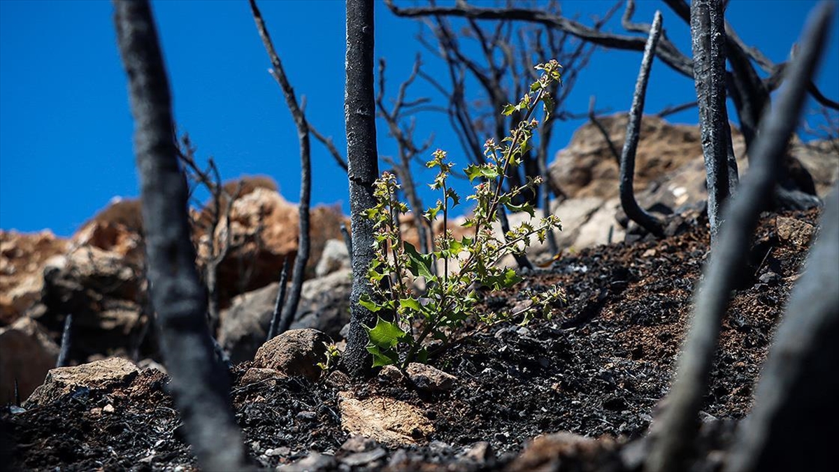 Yangında zarar gören ormanlar için ‘doğal yenilenme’ önerisi