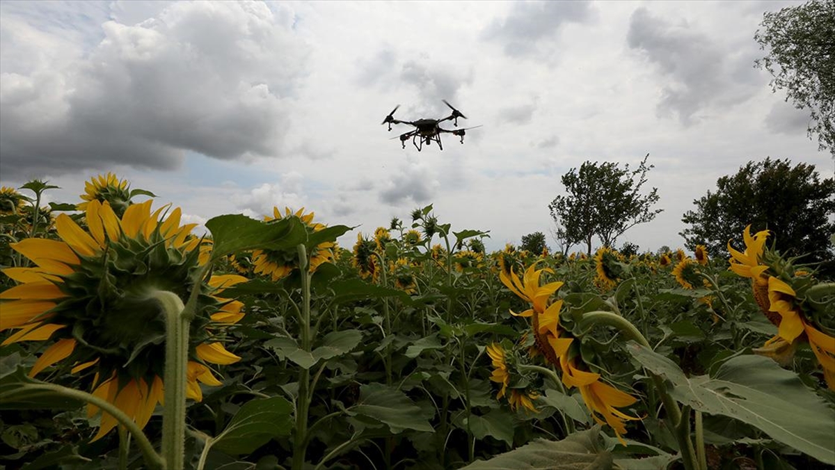 Trakya’da ayçiçeği tarlalarındaki ‘çayır tırtılına’ karşı dron ile ilaçlama sürüyor