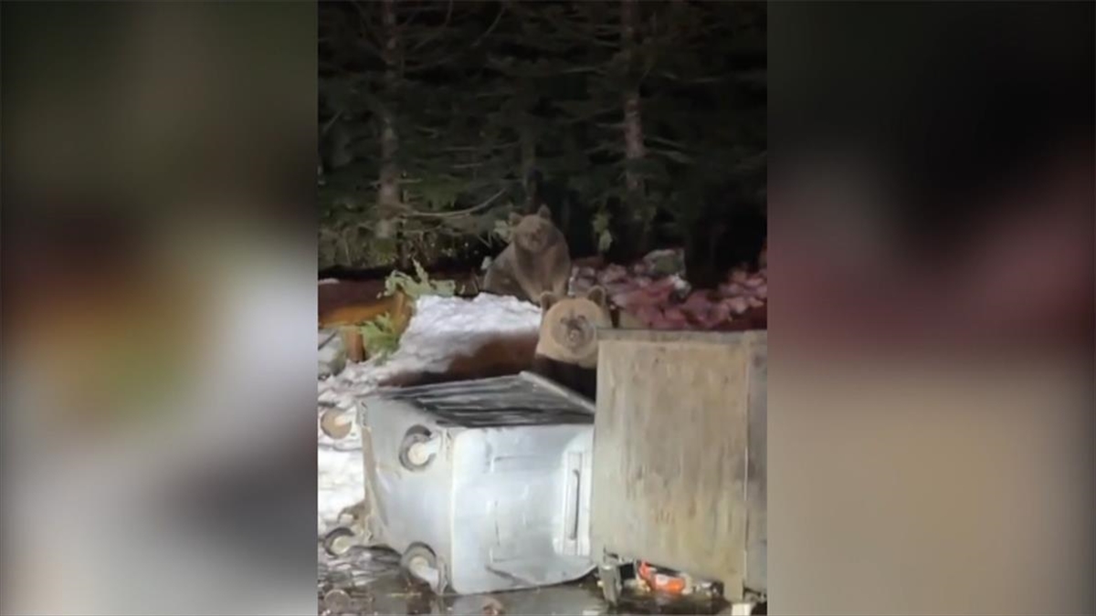 Uludağ’da devirdikleri çöp konteynerlerindeki yiyeceklerle beslenen ayılar kamerada