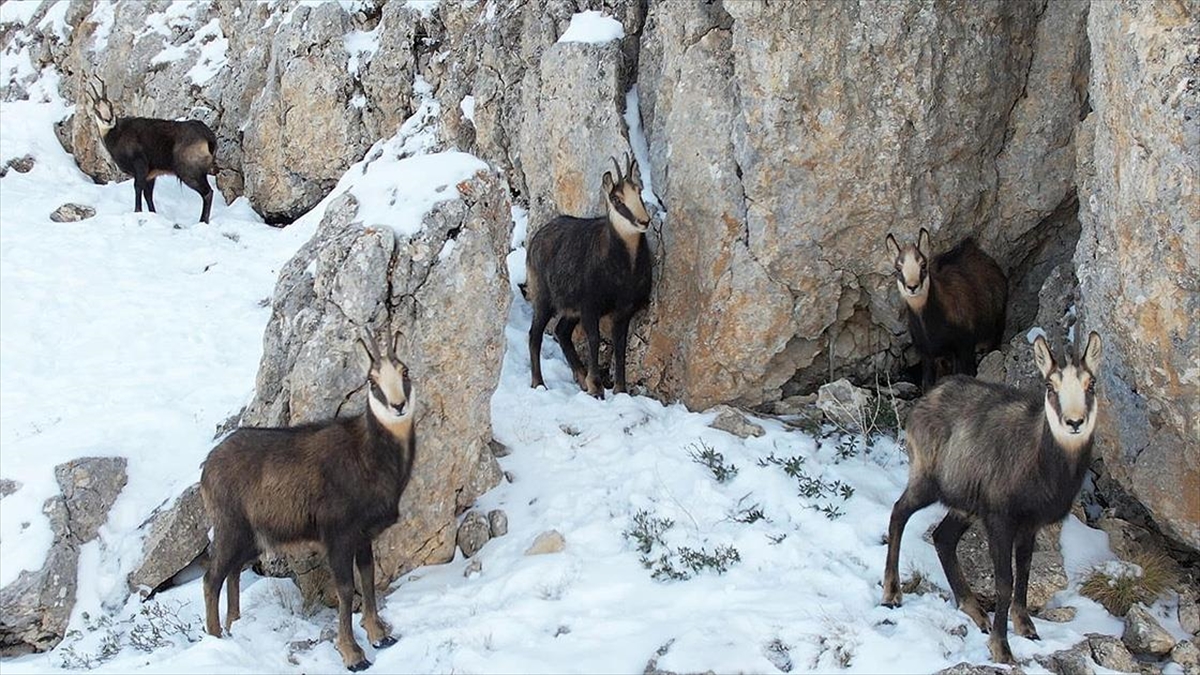 Erzincan’da karlı arazide yiyecek arayan çengel boynuzlu dağ keçileri görüntülendi