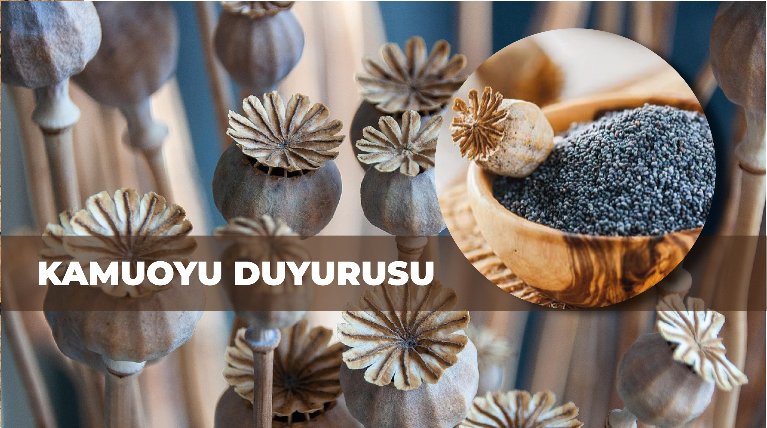 2026 Alım Dönemi Haşhaş Tohumu Alımı Kamuoyu Duyurusu