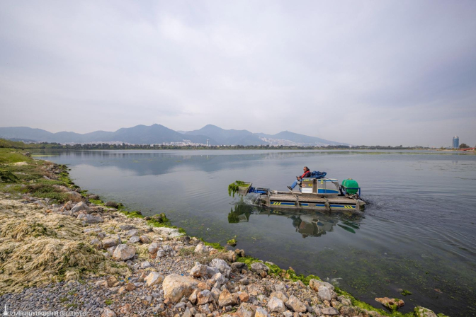 Çakalburnu Lagünü’nden Körfez’e yayılan yosunlara yoğun müdahale