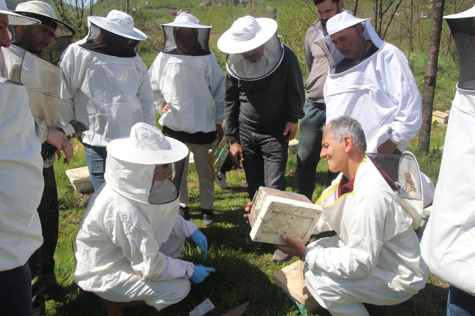 Ordu’da Ana Arı Yetiştiriciliği Eğitimi Gerçekleştirildi